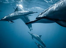 《障目 / Cling to Blindness》现已发售！